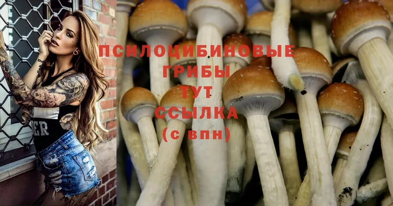 МЕГА зеркало  Туринск  Галлюциногенные грибы Cubensis 